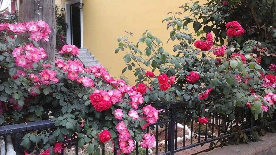 Апартаменты Margaritas' Агиос-Гордиос
